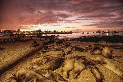 Sleeping Galapagos Sealions